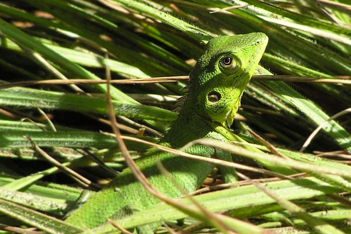 Sri Lanka