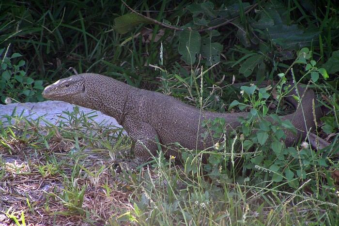 Sri Lanka