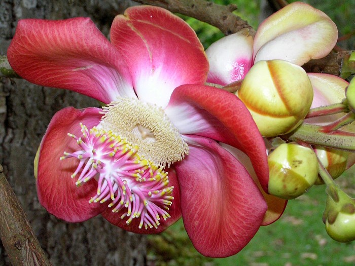 Sri Lanka