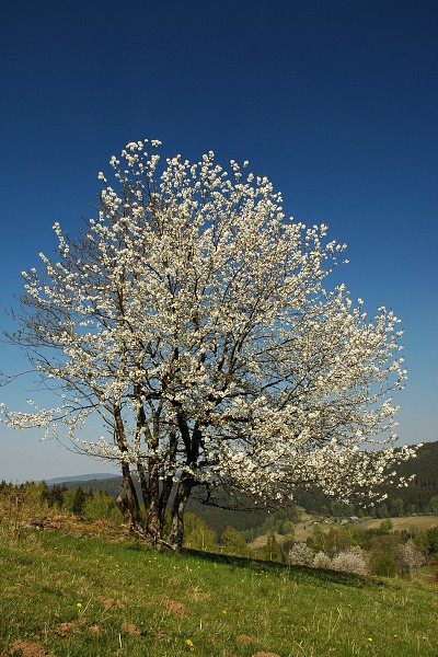 Šumava 2007